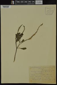 Heliotropium indicum image