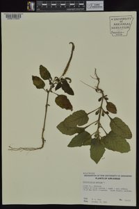 Heliotropium indicum image