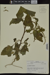 Heliotropium indicum image