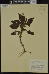 Heliotropium indicum image