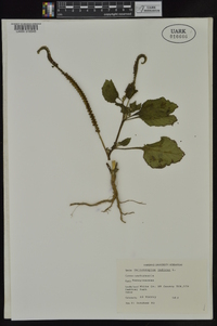 Heliotropium indicum image