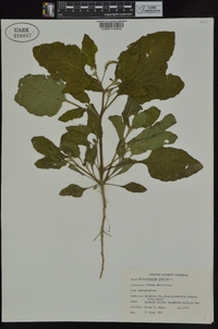 Heliotropium indicum image