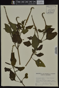 Heliotropium indicum image