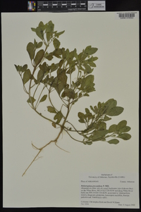 Heliotropium procumbens image