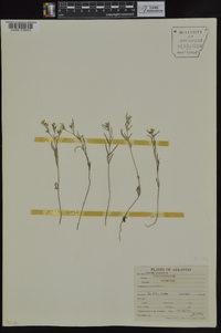 Heliotropium tenellum image