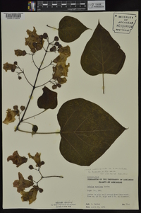 Catalpa bignonioides image