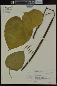 Catalpa speciosa image