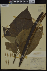 Catalpa speciosa image