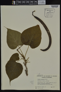 Catalpa speciosa image