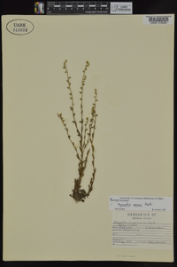 Myosotis verna image