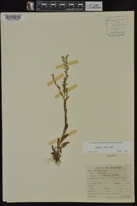 Myosotis verna image