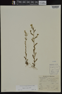 Myosotis verna image