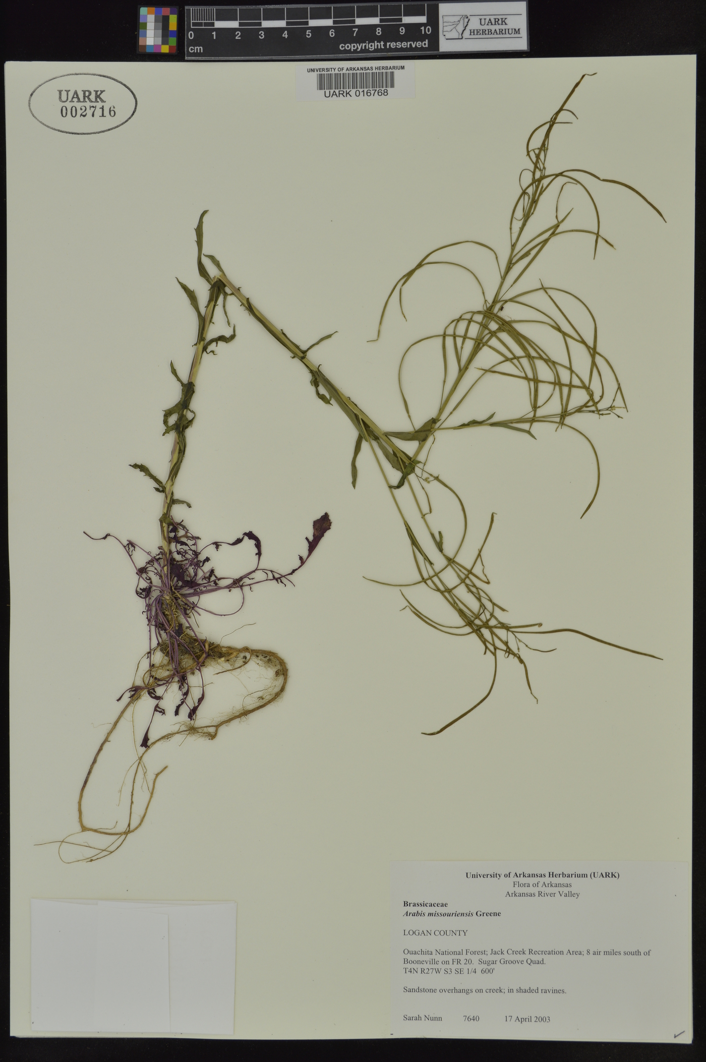 Borodinia missouriensis image