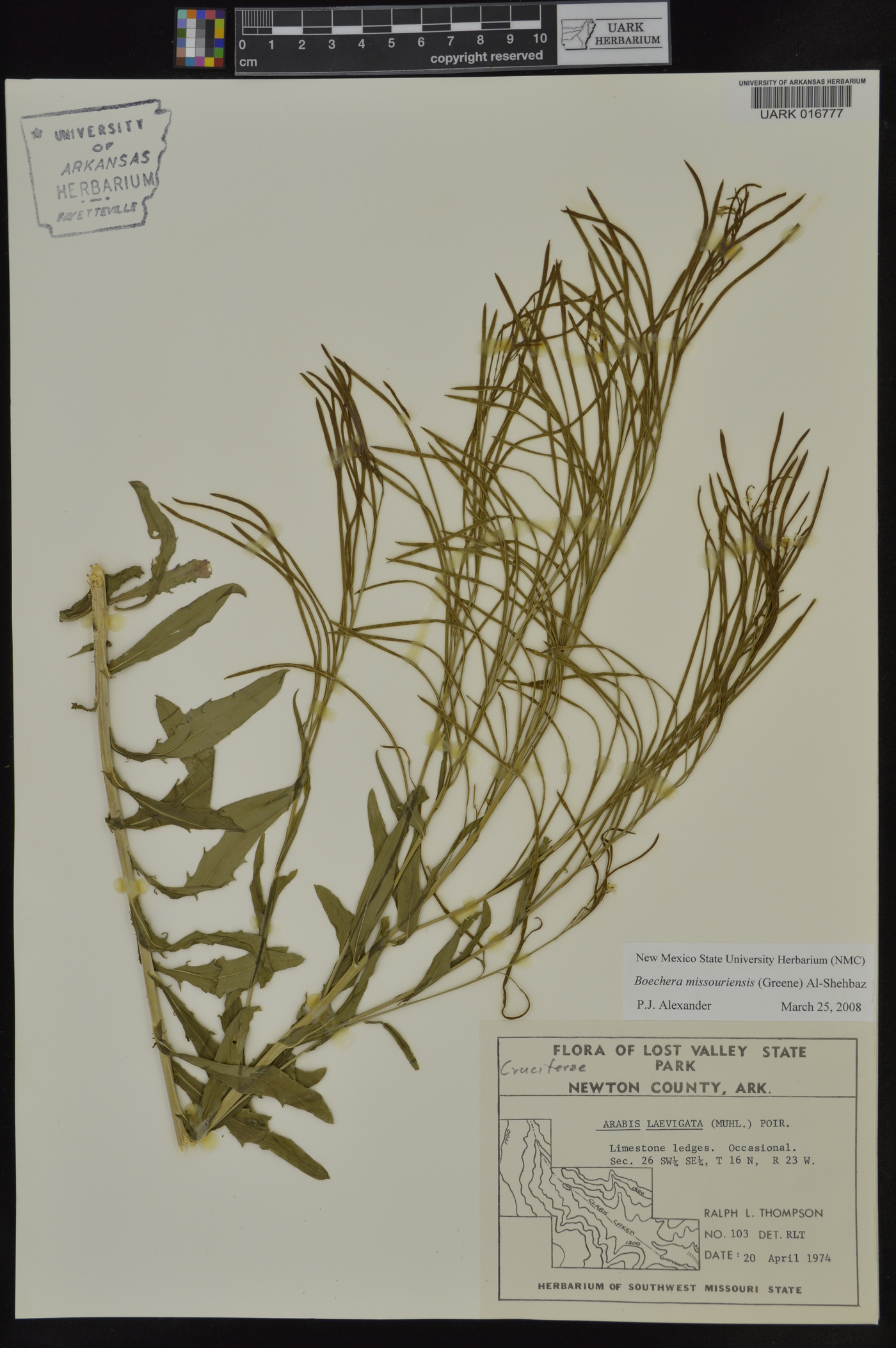 Borodinia missouriensis image