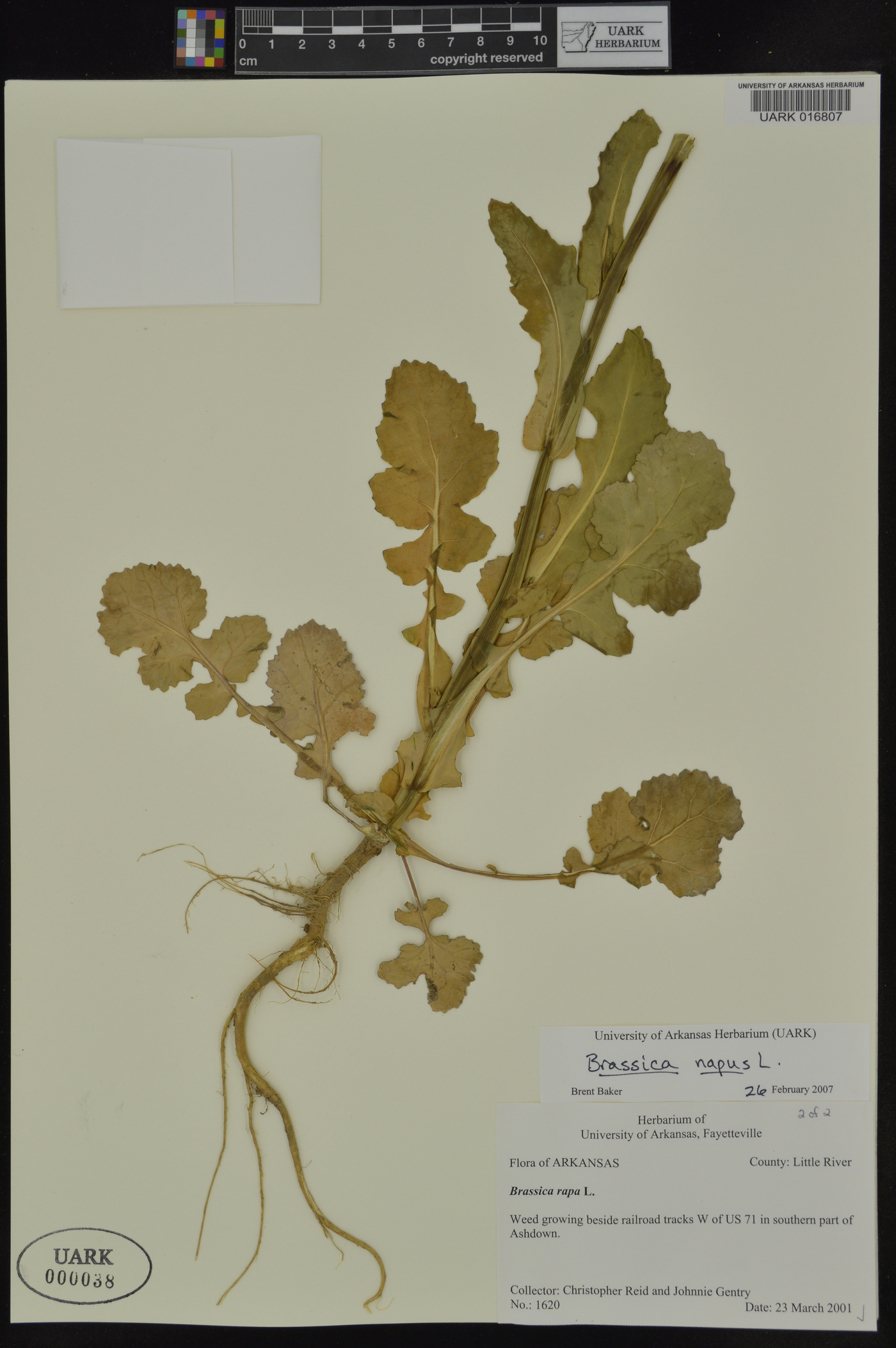 Brassica napus image