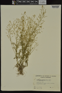 Descurainia pinnata subsp. brachycarpa image