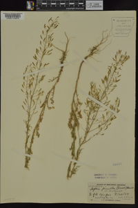 Descurainia pinnata subsp. brachycarpa image