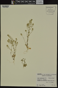 Draba brachycarpa image