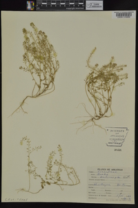 Draba brachycarpa image