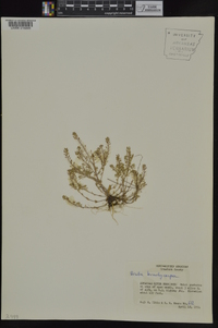 Draba brachycarpa image