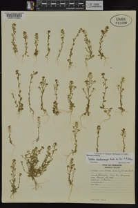 Draba brachycarpa image