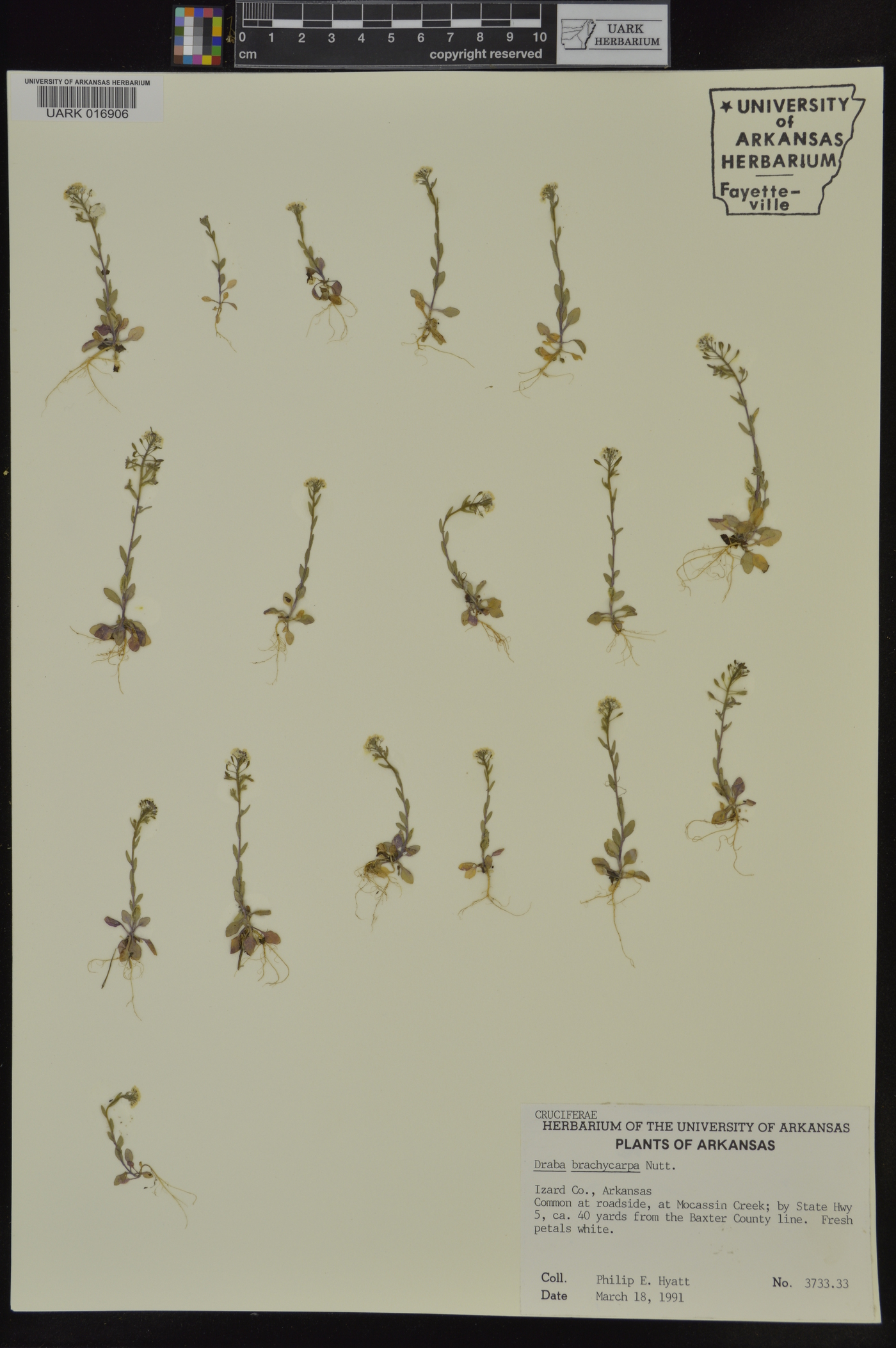 Draba brachycarpa image