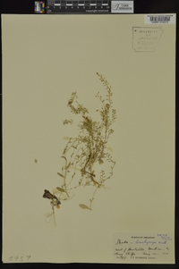 Draba brachycarpa image