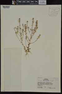 Draba brachycarpa image