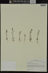 Draba brachycarpa image