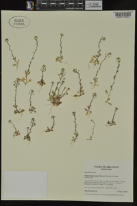 Draba brachycarpa image