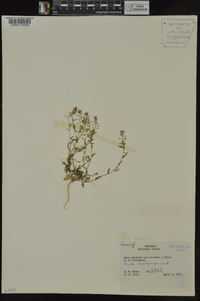 Draba brachycarpa image