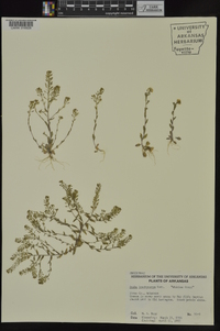 Draba brachycarpa image