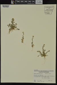 Draba brachycarpa image