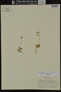Draba cuneifolia image