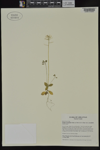 Draba cuneifolia image