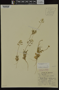 Draba cuneifolia image