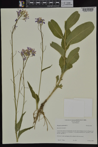 Hesperis matronalis image