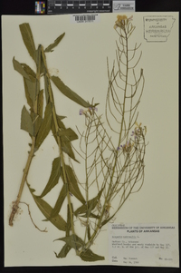 Hesperis matronalis image