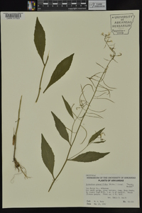 Iodanthus pinnatifidus image