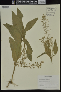 Iodanthus pinnatifidus image