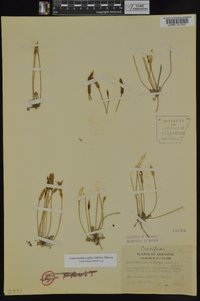 Leavenworthia uniflora image