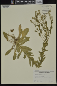 Lepidium campestre image