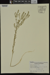 Lepidium densiflorum image