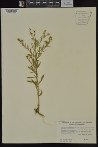 Lepidium virginicum var. menziesii image