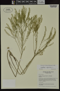 Lepidium densiflorum image