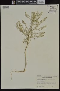 Lepidium virginicum var. virginicum image