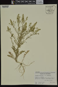 Lepidium virginicum var. virginicum image