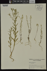 Lepidium virginicum var. virginicum image