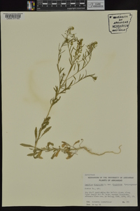 Lepidium virginicum var. virginicum image