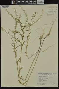 Lepidium virginicum var. virginicum image